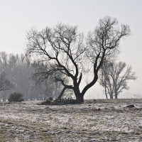 Wald-Naturbestattung